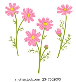 cosmos, vector drawing flowers at white background, hand drawn botanical illustration