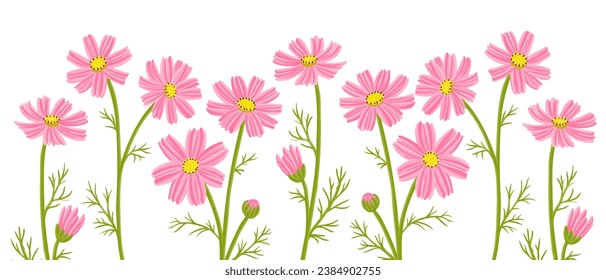 cosmos, vector drawing flowers at white background, hand drawn botanical illustration