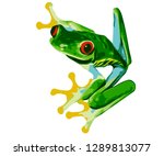 Costa Rica Red Eye Tree Frog - Vector