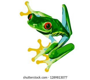 Costa Rica Red Eye Tree Frog - Vector