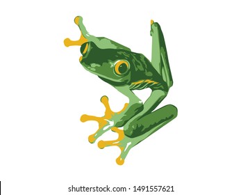 Costa Rica Tree Frog Vector