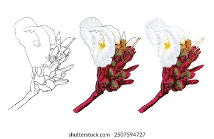 Costus speciosus Ilustraciones vectoriales de dibujo de flores. Elemento floral botánico dibujado a mano.