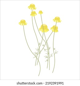 Cota tinctoria, Anthemis tinctoria.Planta perennis in vulgares medicina