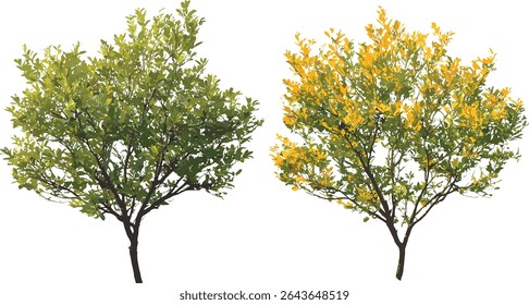 Cotinus Grace smoke bush and Stewartia sinensis summer autumn tree, isolated cutout, vector illustration, ornamental foliage, garden landscaping, deciduous plants, seasonal nature.
