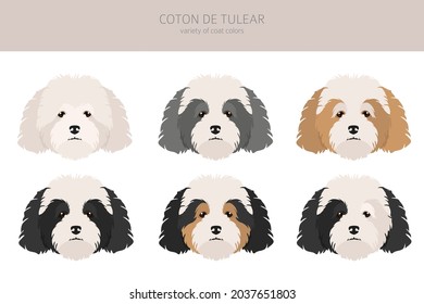 Coton de Tulear clipart. Different poses, coat colors set.  Vector illustration