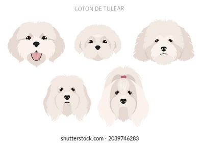 Coton de Tulear clipart. Different poses, coat colors set.  Vector illustration