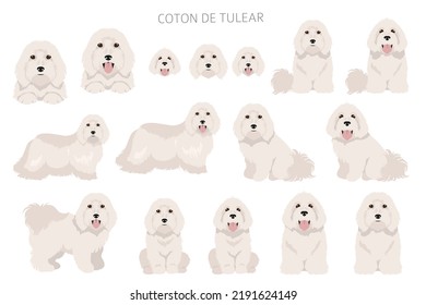 Coton de Tulear clipart. Different poses, coat colors set.  Vector illustration