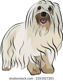 Coton de Tulear Dog Breed. Smiling muzzle, detailed drawn dog. Cute front-view pet. Logo design, dog silhouette, outlines, dog stroke. Pet character postcard art. Funny pet mascot. Small terrier.