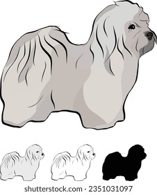 Coton de Tulear Dog Breed. Standing pose, detailed drawn dog. Cute side view pet. Logo design, dog silhouette, outlines, dog stroke. Pet character postcard art. Funny pet mascot. Black Shape of coton.