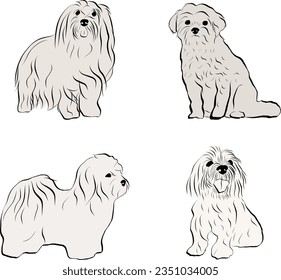 Colección de Raza de Perro Algodón de Tulear. Sentado, pose de pie, boceto de perro blanco y negro. Diseño de logotipo, silueta de perro, contornos, trazo de perro. Dibujo de postal de personajes de mascota.