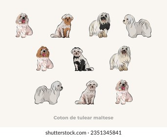 Coton de Tulear Dog Breed dogs set in different poses. White, lemon color. All popular dog fur colors, characters in various poses, illustrations design projects. Cartoon vector set. Dog Drawing logo.