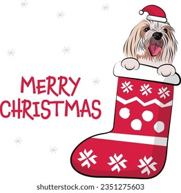 Coton de Tulear Dog in a Christmas stocking. Funny holiday greeting card with a cute dog head with paws. New year postcard. Winter gift, pet in socks, X-mas design with a favorite pet. Terrier head.