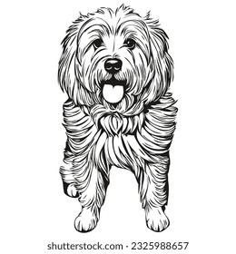 Coton de Tulear dog face vector portrait, funny outline pet illustration white background ready t shirt print