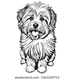 Coton de Tulear dog line illustration, black and white ink sketch face portrait in vector realistic pet silhouette