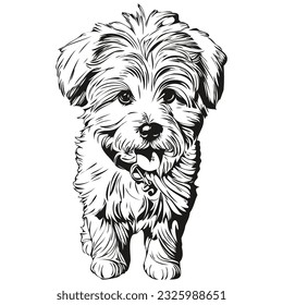 Coton de Tulear dog logo vector black and white, vintage cute dog head engraved sketch drawing