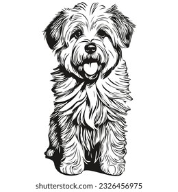 Coton de Tulear dog pencil hand drawing vector, outline illustration pet face logo black and white realistic breed pet