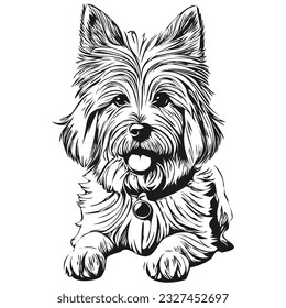 Coton de Tulear dog pet silhouette, animal line illustration hand drawn black and white vector