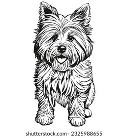 Coton de Tulear dog realistic pet illustration, hand drawing face black and white vector realistic breed pet