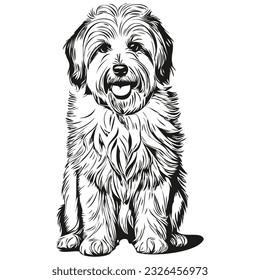 Coton de Tulear dog t shirt print black and white, cute funny outline drawing vector realistic breed pet