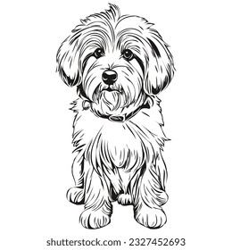 Coton de Tulear dog vector face drawing portrait, sketch vintage style transparent background