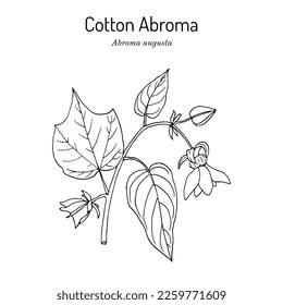 Cotton abroma (Abroma augustum), medicinal plant. Hand drawn botanical vector illustration