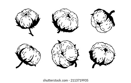 Cotton balls hand drawn sketch. Cotton plant fluffy flowers isolated on white background. Cotton yarn textile fabric industry icons. Botanical vector illustration. Black and white cotton flowers.