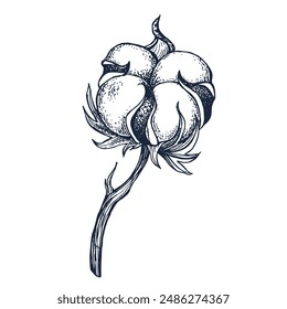 Algodón botánico dibujado a mano Ilustración vectorial aislada. Plantilla de boceto de algodón para diseño de tarjeta o invitación de boda, embalaje, etiqueta, póster, fiesta de impresión, decoración de vacaciones. Estilo de grabado