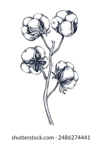 Cotton botanical hand drawn Isolated vector illustration. Cotton sketch template for card design or wedding invitation, packaging, label, poster, print party, holiday decor. Engraving style