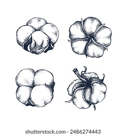 Cotton botanical hand drawn Isolated vector illustration set. Cotton sketch template for card design or wedding invitation, packaging, poster, print party, holiday decor. Engraving style collection