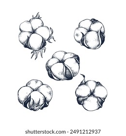 Cotton botanical hand drawn Isolated vector illustration set. Cotton sketch template for card design or wedding invitation, packaging, label, poster, party, holiday decor. Engraving style collection