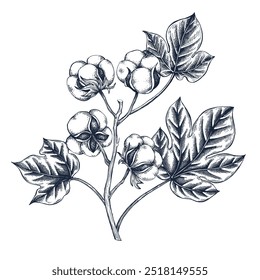 Cotton botanical hand drawn Isolated vector illustration. Cotton sketch template for card design or wedding invitation, packaging, label, poster, print party, holiday decor. Engraving style collection