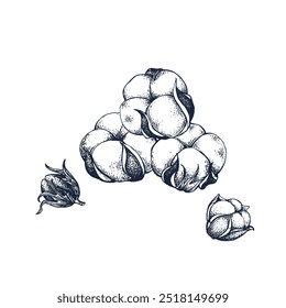 Cotton botanical hand drawn Isolated vector illustration. Cotton sketch template for card design or wedding invitation, packaging, label, poster, print party, holiday decor. Engraving style collection