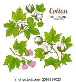 Cotton Branch Colored Detailed Illustration.