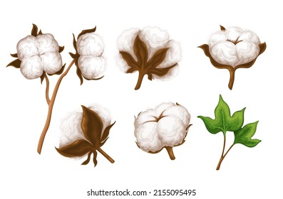 Cotton branch, delicate white cotton flowers and leaves vector illustration.