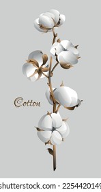 Cotton branch. Design element for wallpapers, backgrounds, textile, postcard. Vector illustration.