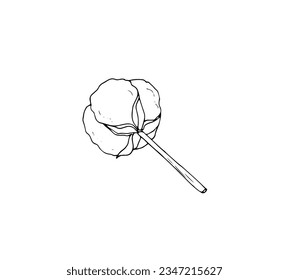 Cotton branch hand drawn illustration. Botanical hand drawn wedding herb, isoalted on white background.
