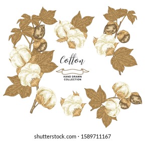 Cotton branch set. Colorful cotton plant with dry leaves and flowers isolated on white background. Vector illustration hand drawn. Vintage engraving style.