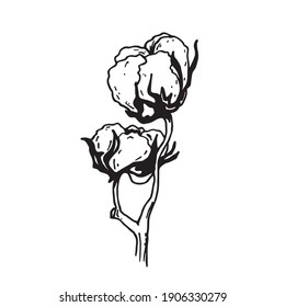 Cotton branch sketch. Illustration of plant. Vintage style. Vector  on white background