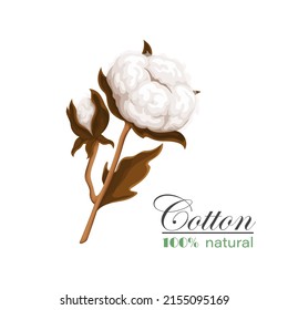 Cotton branch vector illustration. Delicate white cotton flowers and leaves.