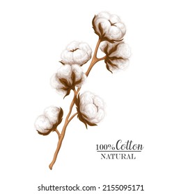 Cotton branch vector illustration. Delicate white cotton flowers.