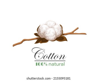 Cotton branch vector illustration. Delicate white cotton flower with leaves.