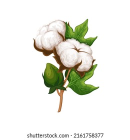 Cotton branch vector illustration. Delicate white cotton flowers and leaves.