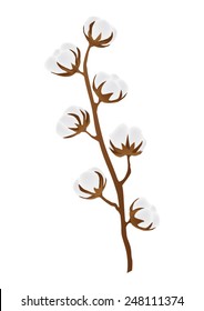 Cotton Branche With Cotton Bolls, Plant - Gossypium - Flower - Vector