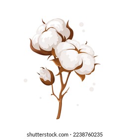 Cotton branches with white soft fluffy flowers. Vector botanical illustration