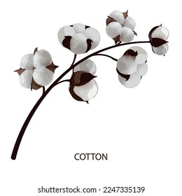 
cotton, cottons flower vector illustration