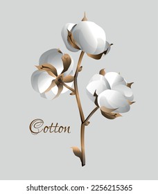 Cotton decorative branch. Design element for wallpapers, backgrounds, textile, postcard. Vector illustration.