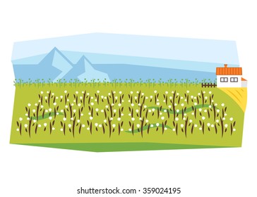 Cotton Farm Vector Illustration