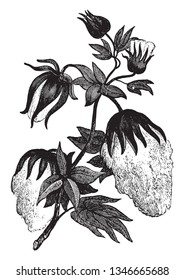 Cotton fiber often rotates in yarn or yarn and is used to make soft, breathable textiles, vintage line drawing or engraving illustration.