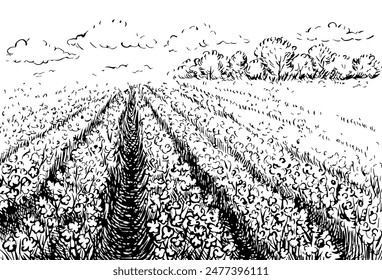 Cotton field. Black and white, detailed, graphic, vector illustration in the form of an agricultural cotton field. Landscape with an agricultural field. Isolate, hand-drawn on a white background.