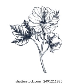 Cotton flower botanical hand drawn Isolated vector illustration. Gossypium flower sketch template for card design or wedding invitation, packaging, label, poster, party, holiday decor. Engraving style